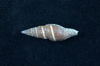 藏品(黑筆螺)的圖片